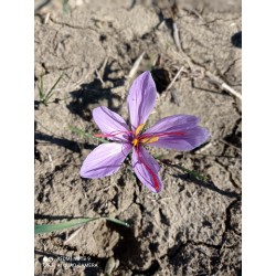 Zafferano in bustine mono dose